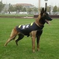 红楼梦插曲 葬花吟 原唱陈力 天籁之音好伤感好