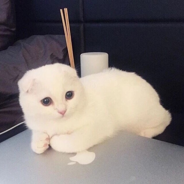 熊孩子搞笑视频合集:最后2个小胖墩一起玩抖脂