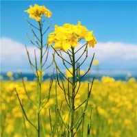 少年梁祝:马文才喜欢祝英台对新婚的妻子非打