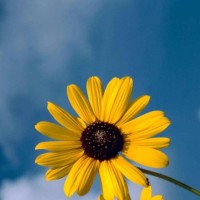 孙露演唱一首《再度重相逢》,激情有力,好听极