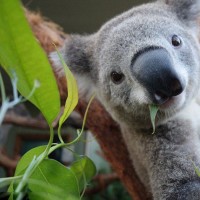 张子萱开直播,张口闭口都是老公,陈赫在家中