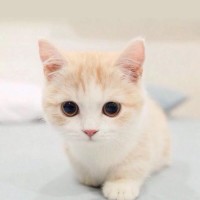 三生三世十里桃花:司音向大师兄坦白自己是白