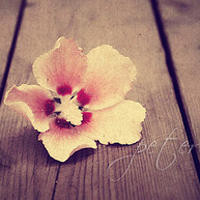 《枭臣》开拍在即,赵丽颖李易峰领衔主演,网友