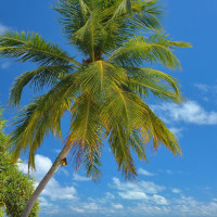 陶阳的京剧《龙凤呈祥》!最经典的五音联弹,有