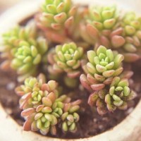 美国脱口秀上黑人兄弟模仿白人吵架全程高能非