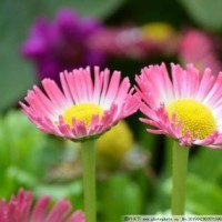 美味食谱:教你提褶包子的包法教程,慢动作教你