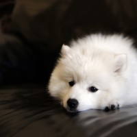 沈梦辰穿比基尼秀身材十分性感