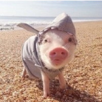 真实版飞机上有蛇150公分绿蛇现身墨西哥航