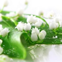 世界杯-埃及备战俄罗斯 萨拉赫登场霸气外露