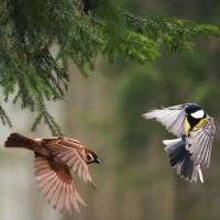 LOL:哨兵之殇加里奥辅助天赋