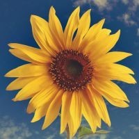 刺激战场:职业玩家的五种身法与枪法解析教学