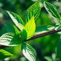 罗晋:我英语零基础,归去来那段英文要了我老命