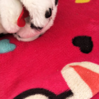 舞蹈-三节课一组简单的律动,零基础的宝宝也可