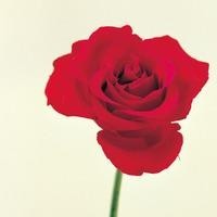 美女翻唱《怀念青春》真的太好听了