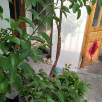 舞蹈-Samsara-镜面教学-大家学起来,以后跳我