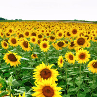 分享手工活,教你如何用纸折小手提包,简单好看