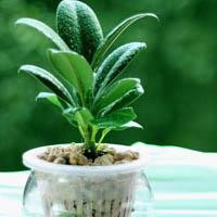 王牌对王牌:贾玲一直喊我怀孕了,沈腾一脸嫌弃