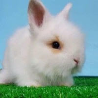 BAMBINO 李恩率小姐姐这舞蹈满分