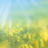 《三妹》杨豆筋为得到江艾艾写下保证书,并答