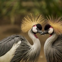 OPPO A5 VS 荣耀8X红包掉落速度,哪一款手机