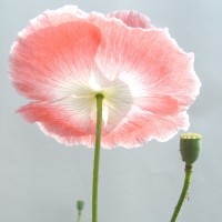 兽的恩师将美女带到住处,在茶里给美女下药!