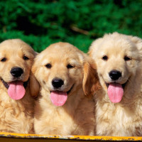 《超星星学园》:肖战获得胜利,却出了问题,奖杯