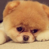 乐高定格动画:红巨人和绿巨人的机车大战