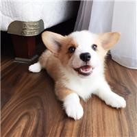 刘老根大舞台二丫王悦演唱《香水有毒》太好听