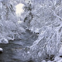孟加拉猫和猫宝宝说话搞笑视频