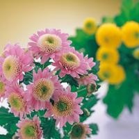 美女主播梁红翻唱醉人情歌《歌在飞》,甜美的