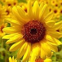 东北男人真的会打老婆吗,看看东北人的回答!