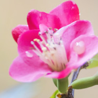 迷你世界教你省下50000迷你豆,免费解锁家园