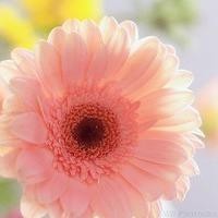 郭德纲现场夸岳云鹏,徒弟里颜值最高,说了一句