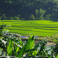 文森特救活了米娅,豆瓣高分低俗小说