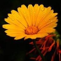 DNF:旭旭宝宝再次当托!代币券买盒子开出两个