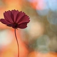 搞笑萌宠 训狗口令手势 训练小狗方便 训练小狗