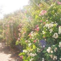 罗斯单挑球迷变向不减速,曾经的超强滞空如今