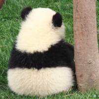 虽然没有战舞 冰岛队球迷唱国歌的场面依旧气