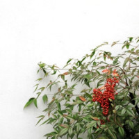 渴望城市:富婆邓姐把海波当鸭子,另一只鸭子被