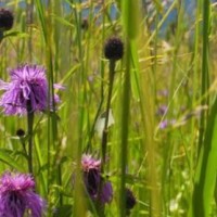 抖音最火神曲《海草舞》儿童舞蹈教学, 超可爱