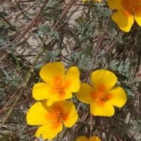 王者荣耀 关羽照此方法练习, 不出10天你的关羽