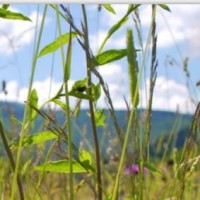 搞笑王者荣耀王者峡谷小短腿间的跑步大赛, 完