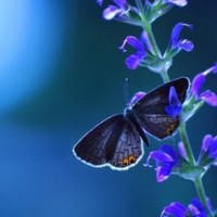 93版包青天之真假包公:老龟变身包公狱中救人