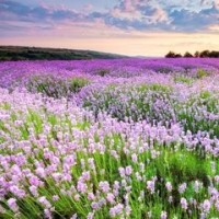 大唐秘史高阳公主和辩机和尚不得不说的故事