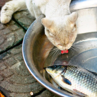 《小伶玩具》巧克力兔去鞋店买鞋子,都好漂亮