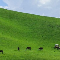拳皇97教学:详细讲解玛丽鬼步抓,正确操作与技