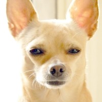 最流行的《烫脚舞》24步动作分解教学