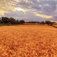 喳喳呱复仇记呱哥上次海滩边被鲨鱼欺负,这次