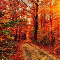 季如风坠楼危在旦夕,沐之晴执手不相离,甜蜜告