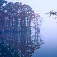 韩国人听邓紫棋版《喜欢你》的反应!果然音乐